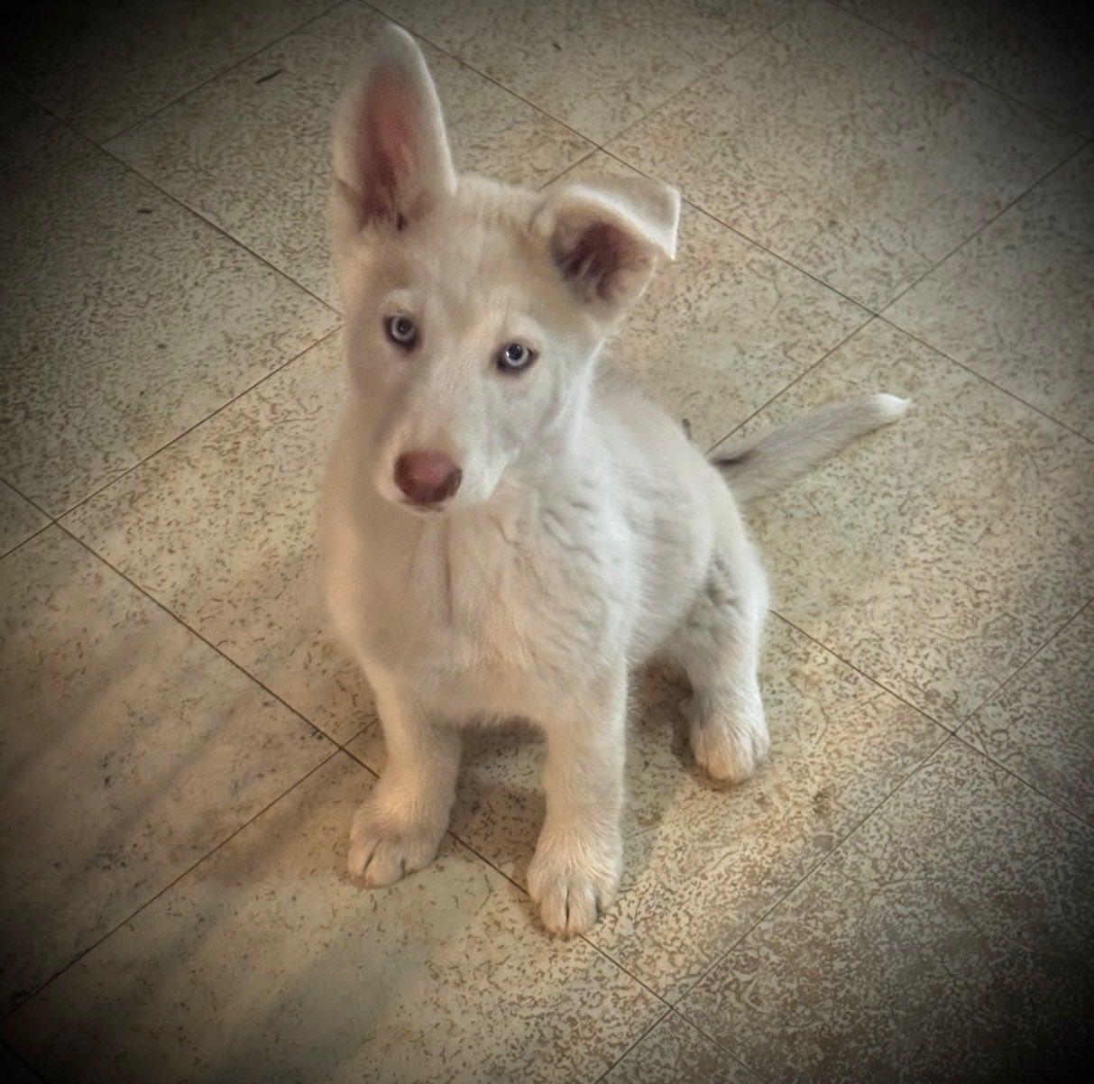 Azelia, Adoptable, Puppy Male Husky.