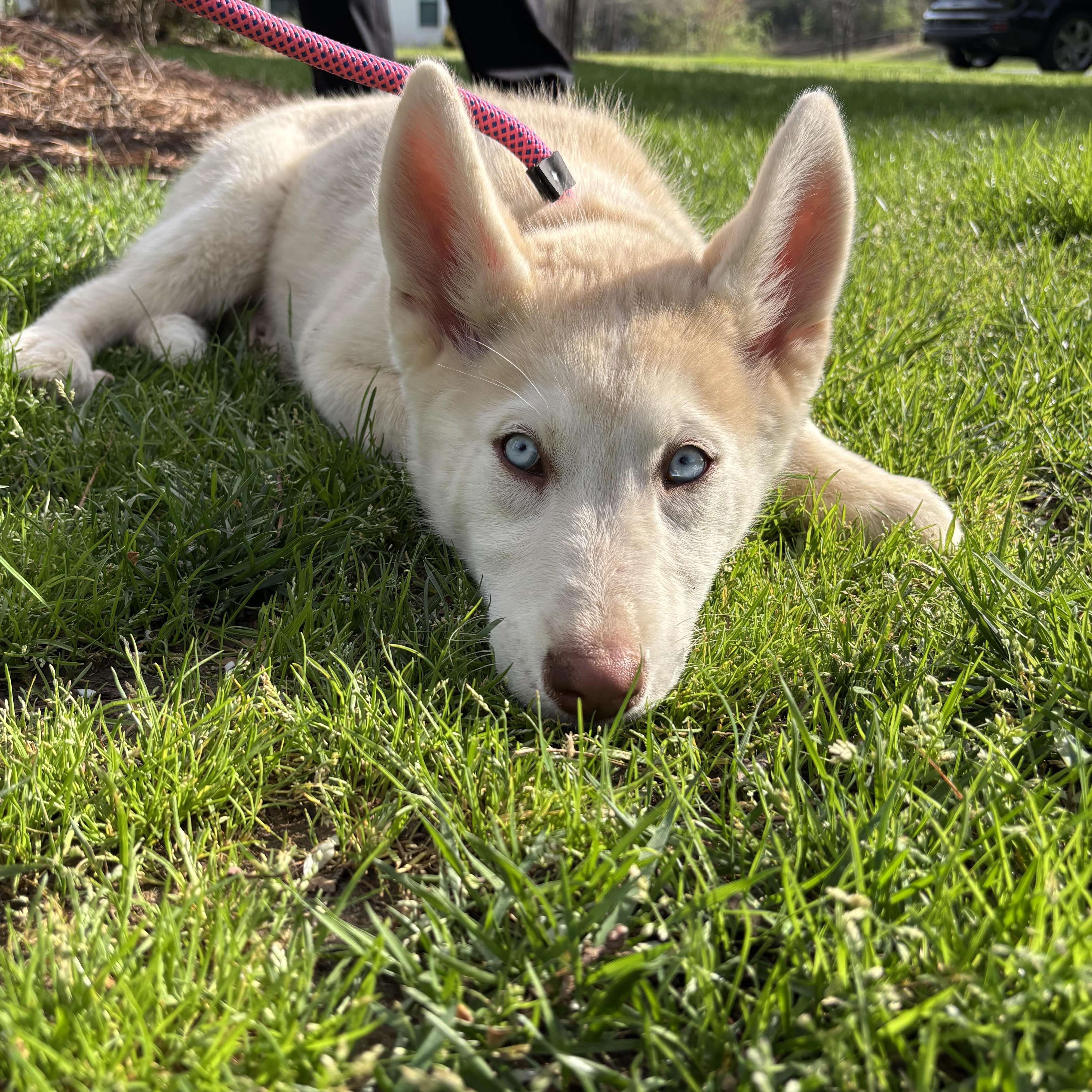 Enlarge Azalea, a Adoptable Husky in Matthews, NC image 4/6
