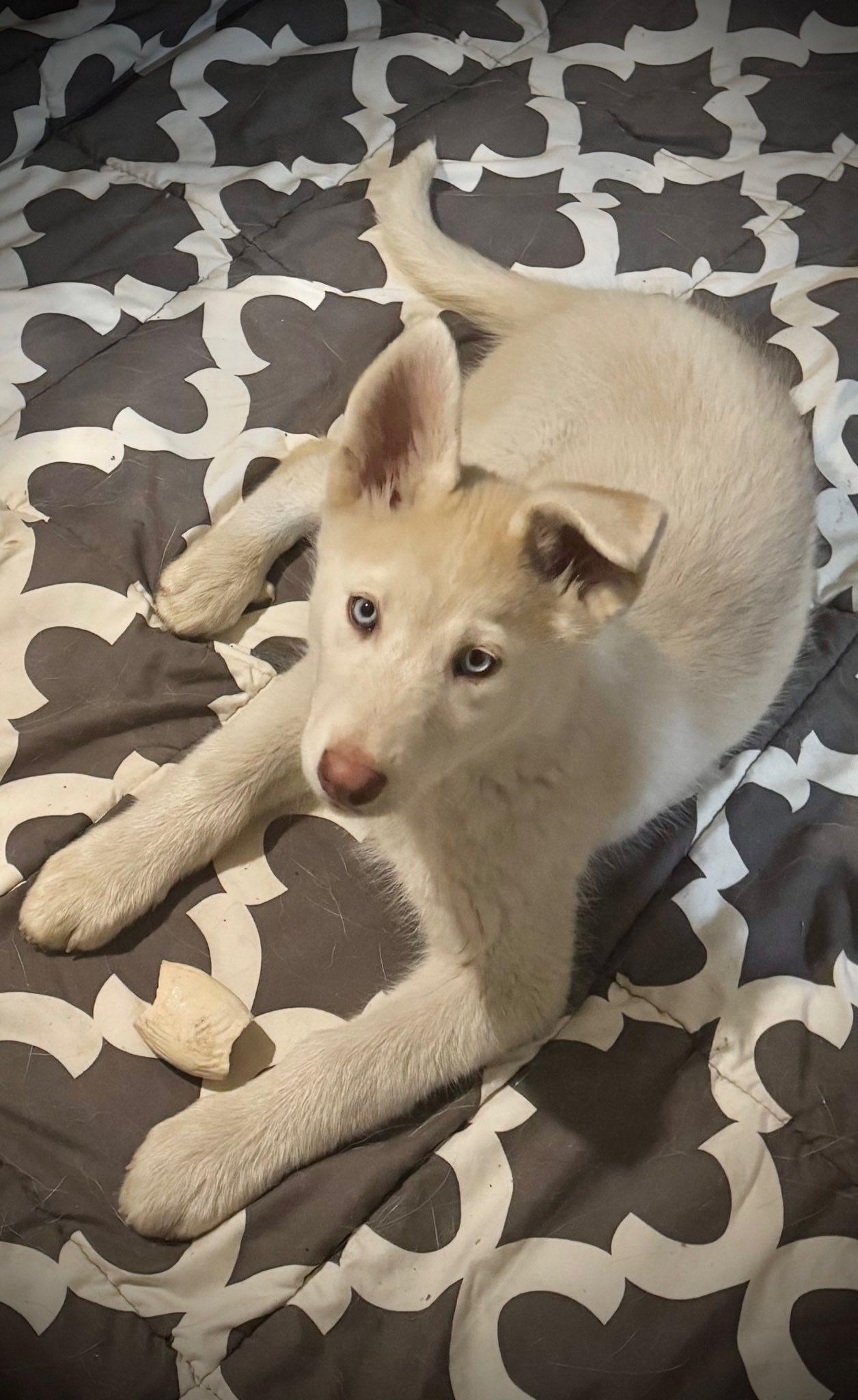 Enlarge Azelia, a Adoptable Husky in Matthews, NC image 2/2