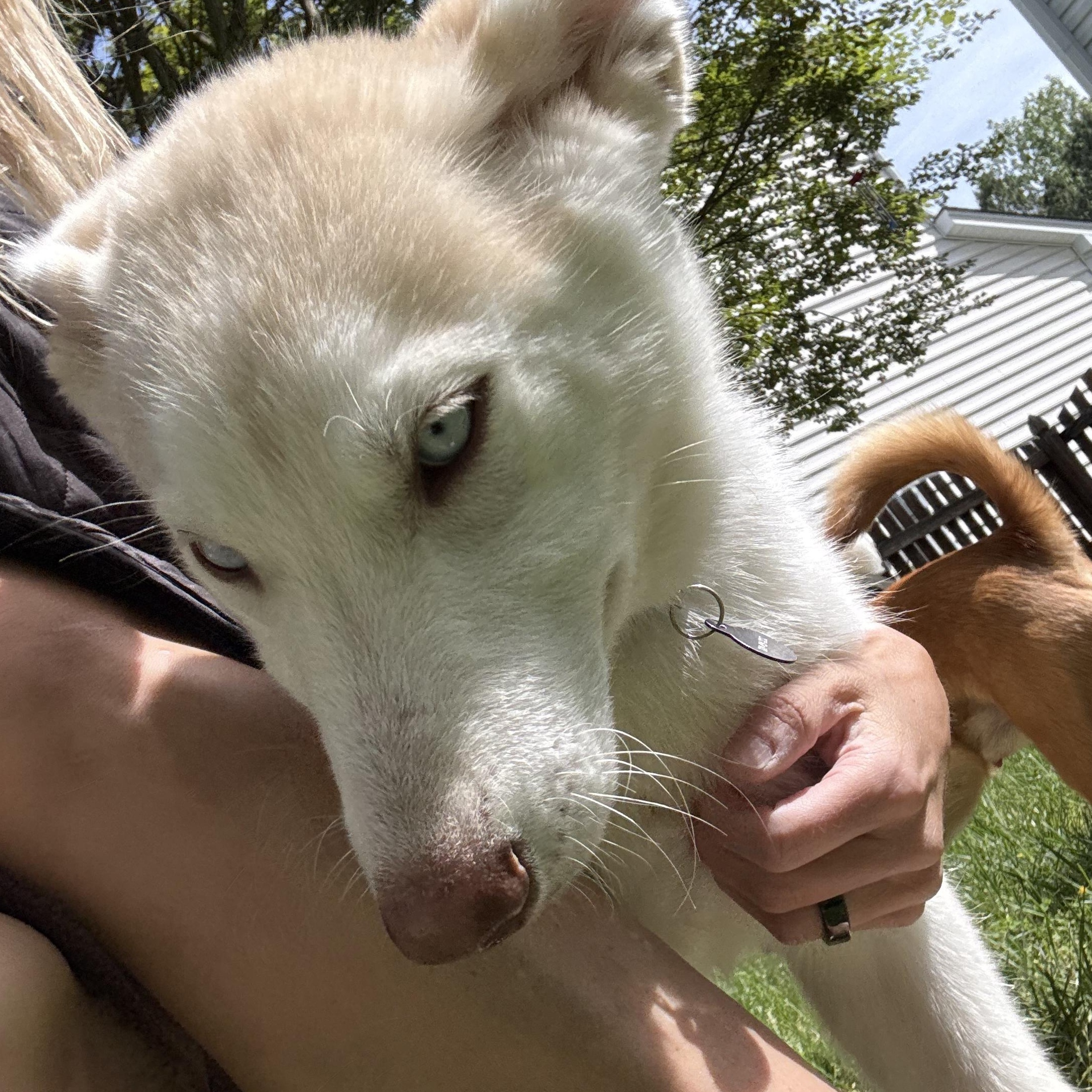 Enlarge Azalea, a Adoptable Husky in Matthews, NC image 6/6