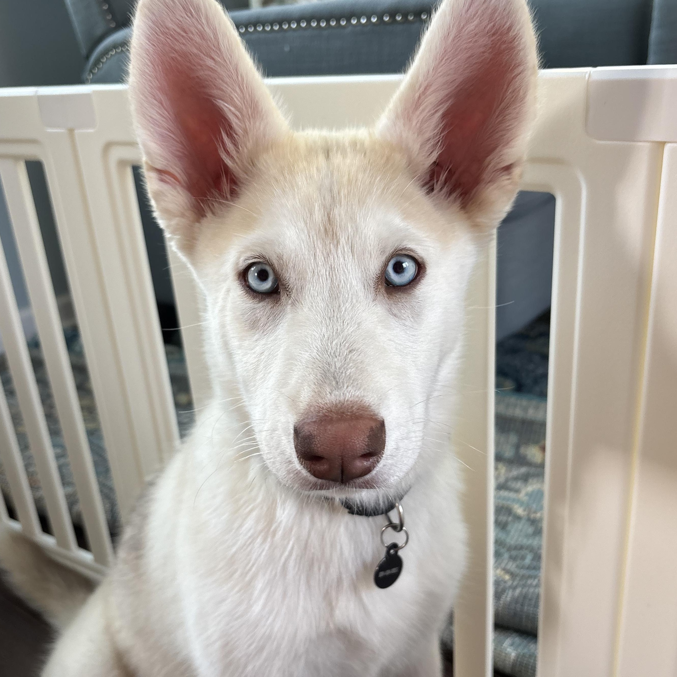 Azalea, Adoptable, Young Female Husky.