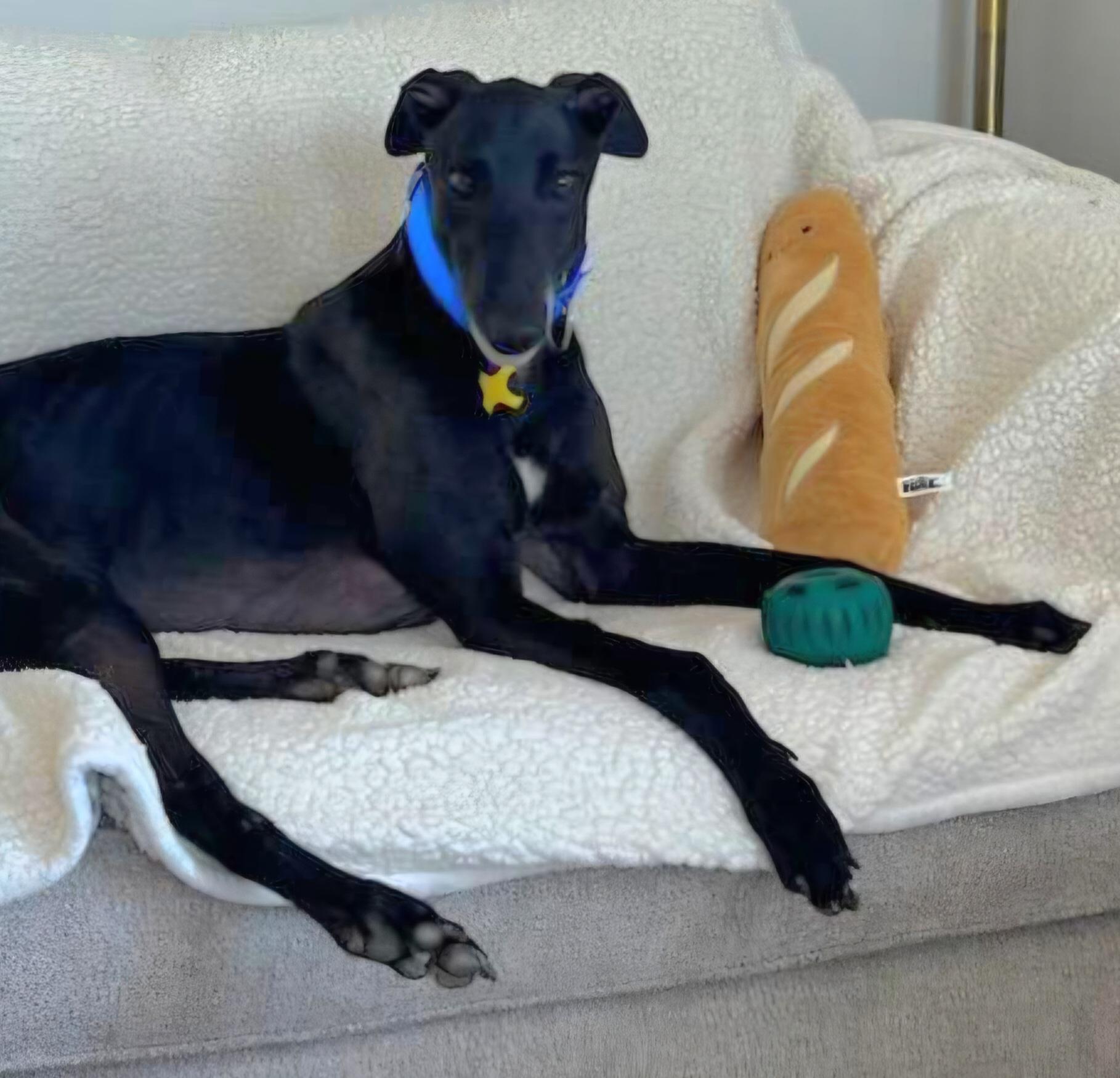 Fancy Kosta thumbnail 3