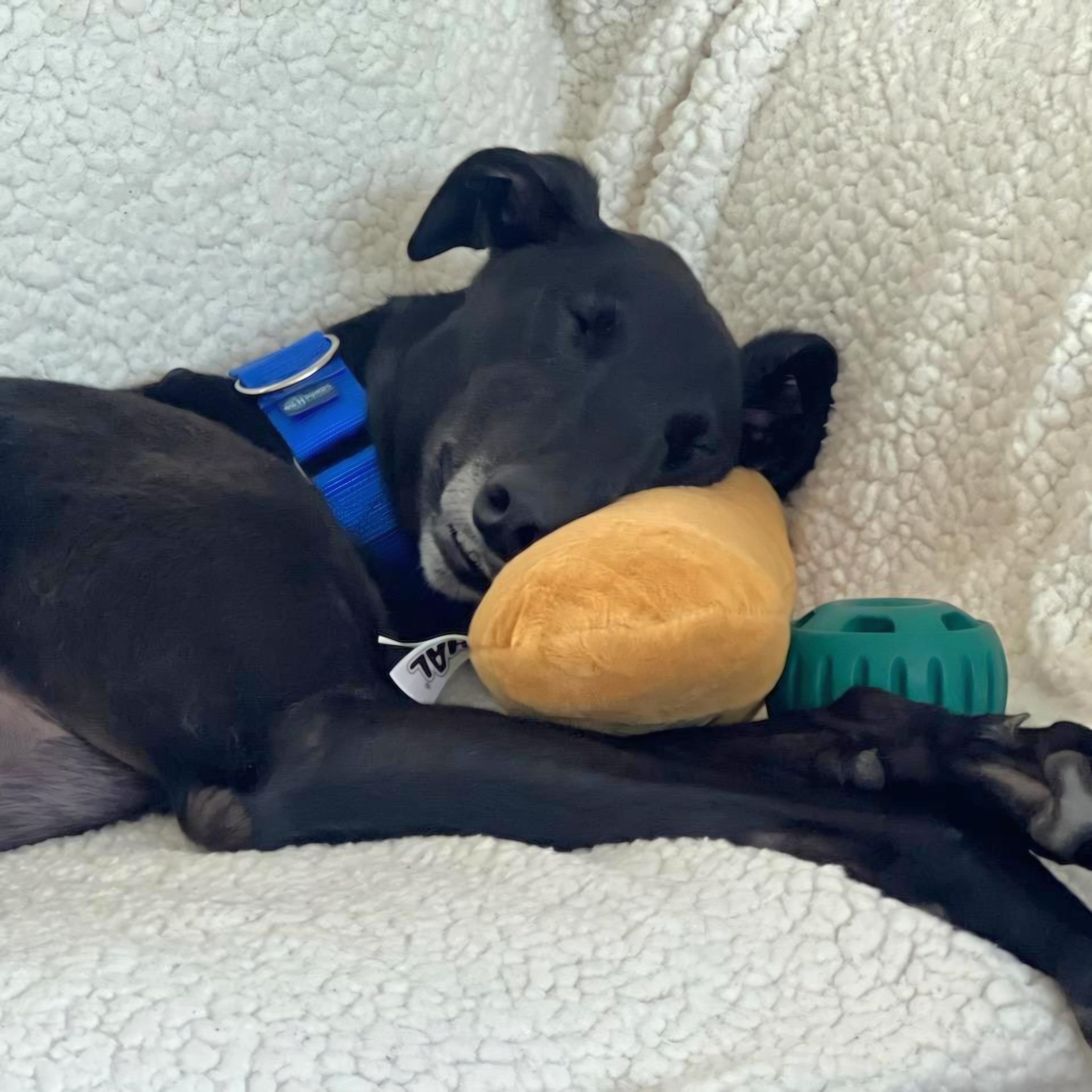 Fancy Kosta thumbnail 4