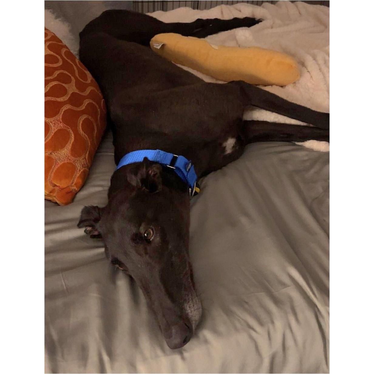 Fancy Kosta thumbnail 6