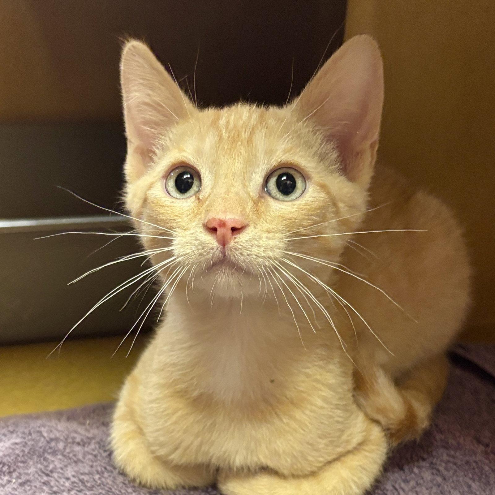 Oakley, Adoptable, Kitten Male Domestic Short Hair.