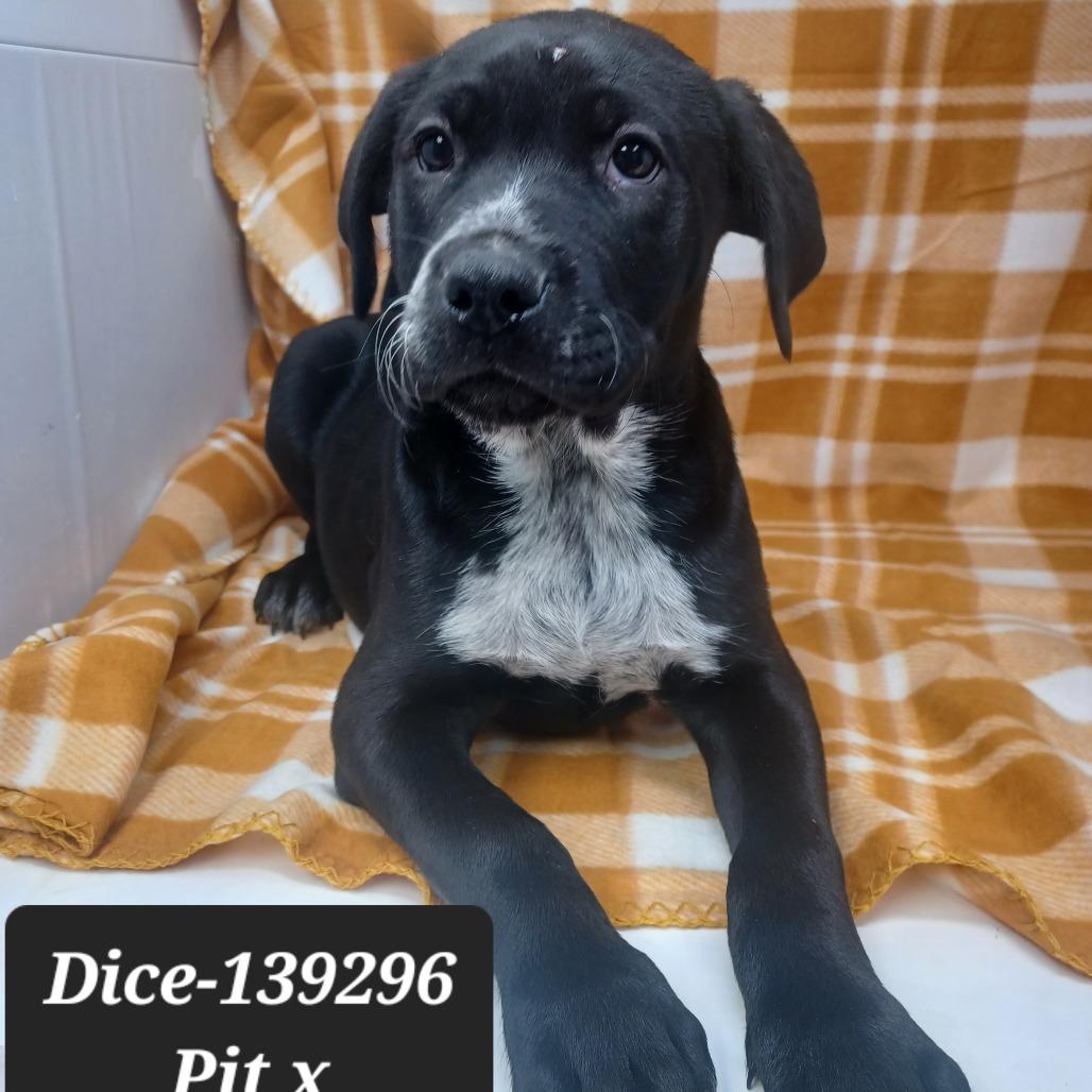 Enlarge Dice, a Adoptable mixed breed in New Tazewell, TN image 1/1