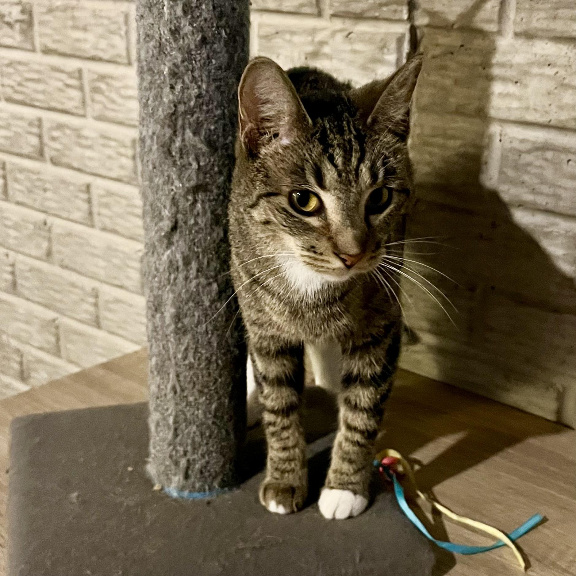 Enlarge Spike, a Adoptable Domestic Short Hair in Lake Geneva, WI image 5/6