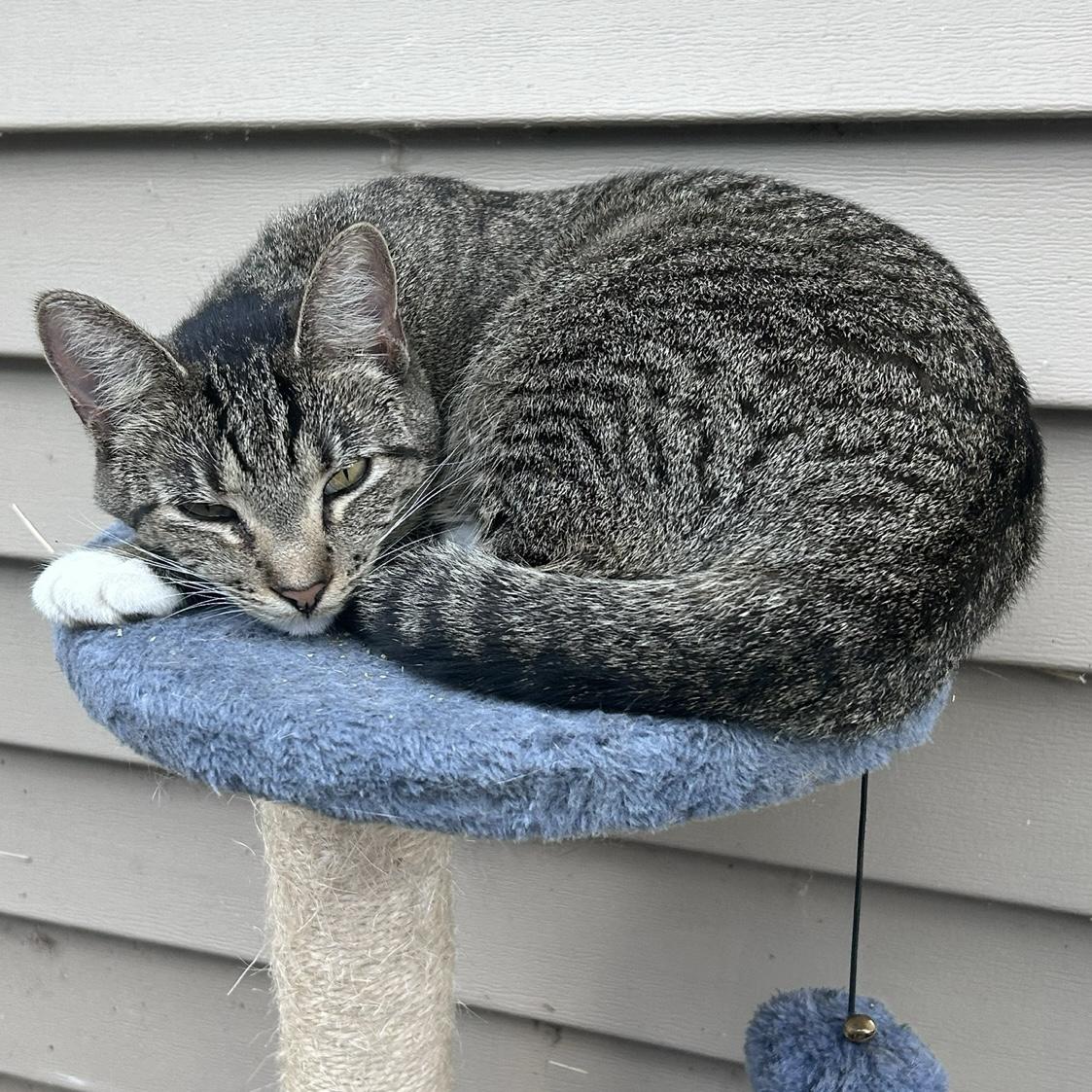 Enlarge Spike, a Adoptable Domestic Short Hair in Lake Geneva, WI image 1/6