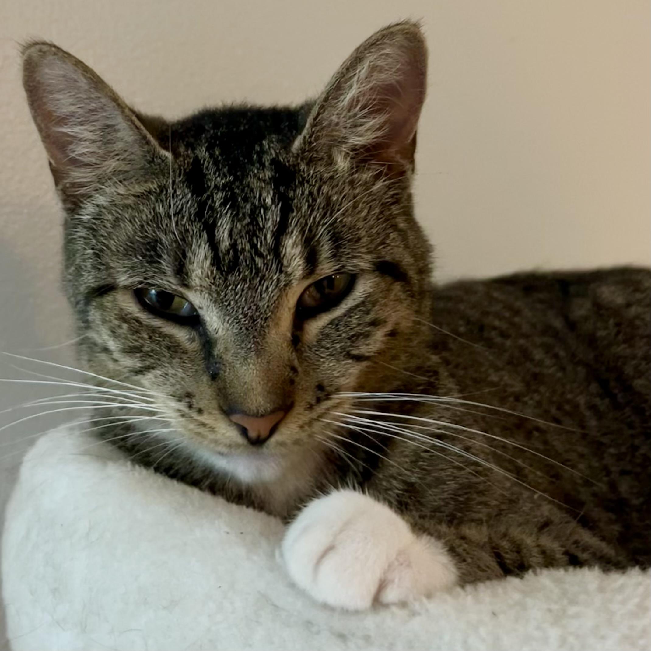 Spike, an adoptable Domestic Short Hair in Lake Geneva, WI, 53147 | Photo Image 1