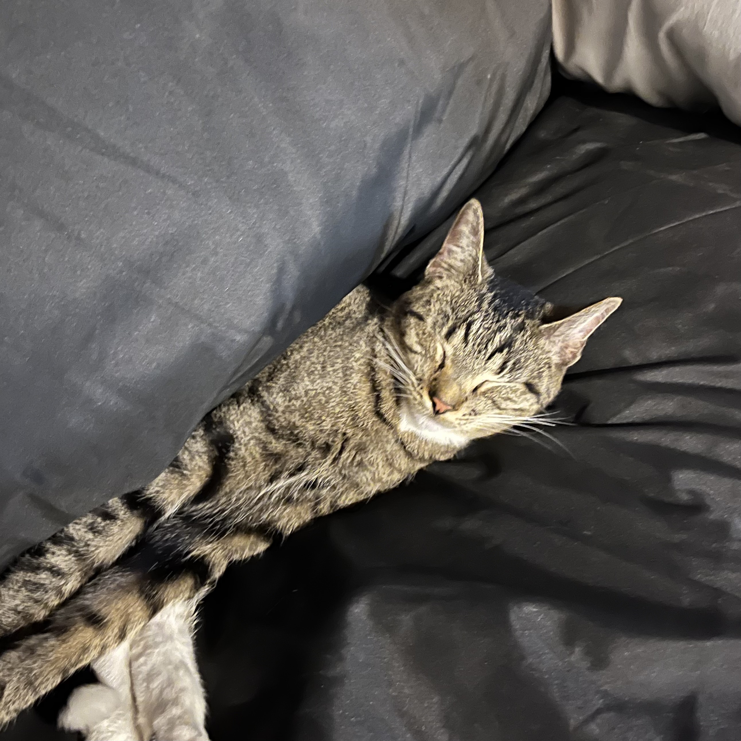 Enlarge Spike, a Adoptable Domestic Short Hair in Lake Geneva, WI image 6/6