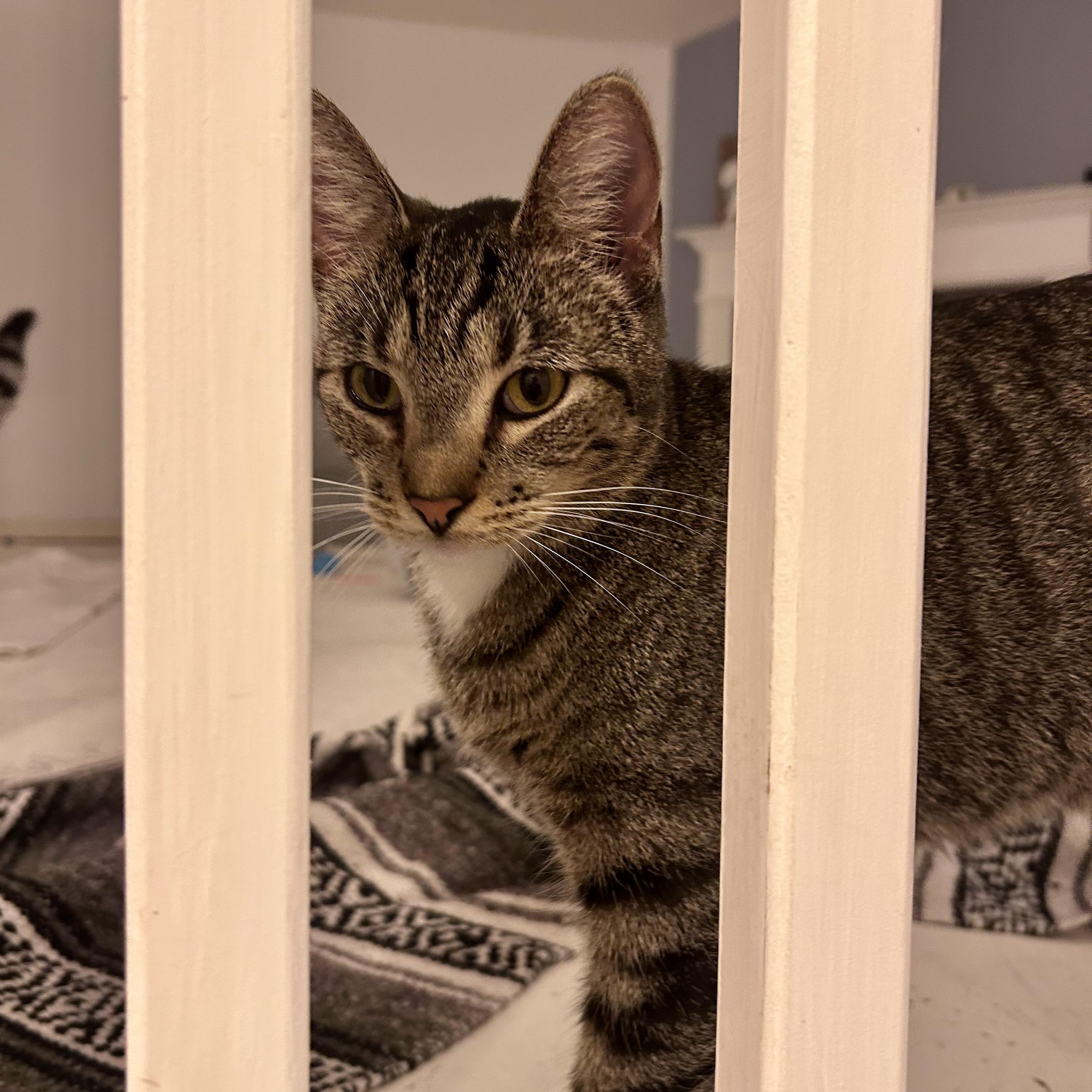 Enlarge Spike, a Adoptable Domestic Short Hair in Lake Geneva, WI image 6/6