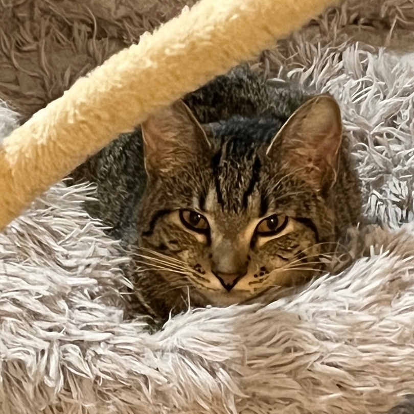 Enlarge Spike, a Adoptable Domestic Short Hair in Lake Geneva, WI image 3/6