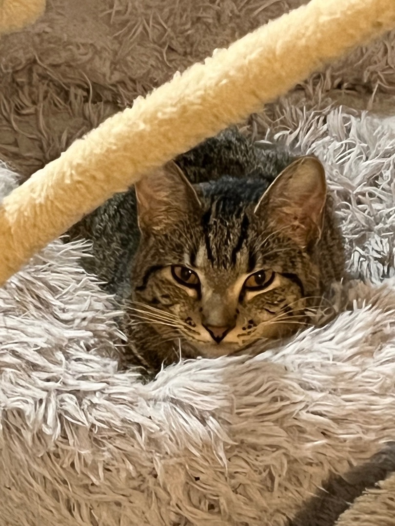 Enlarge Spike, a Adoptable Domestic Short Hair in Lake Geneva, WI image 3/6