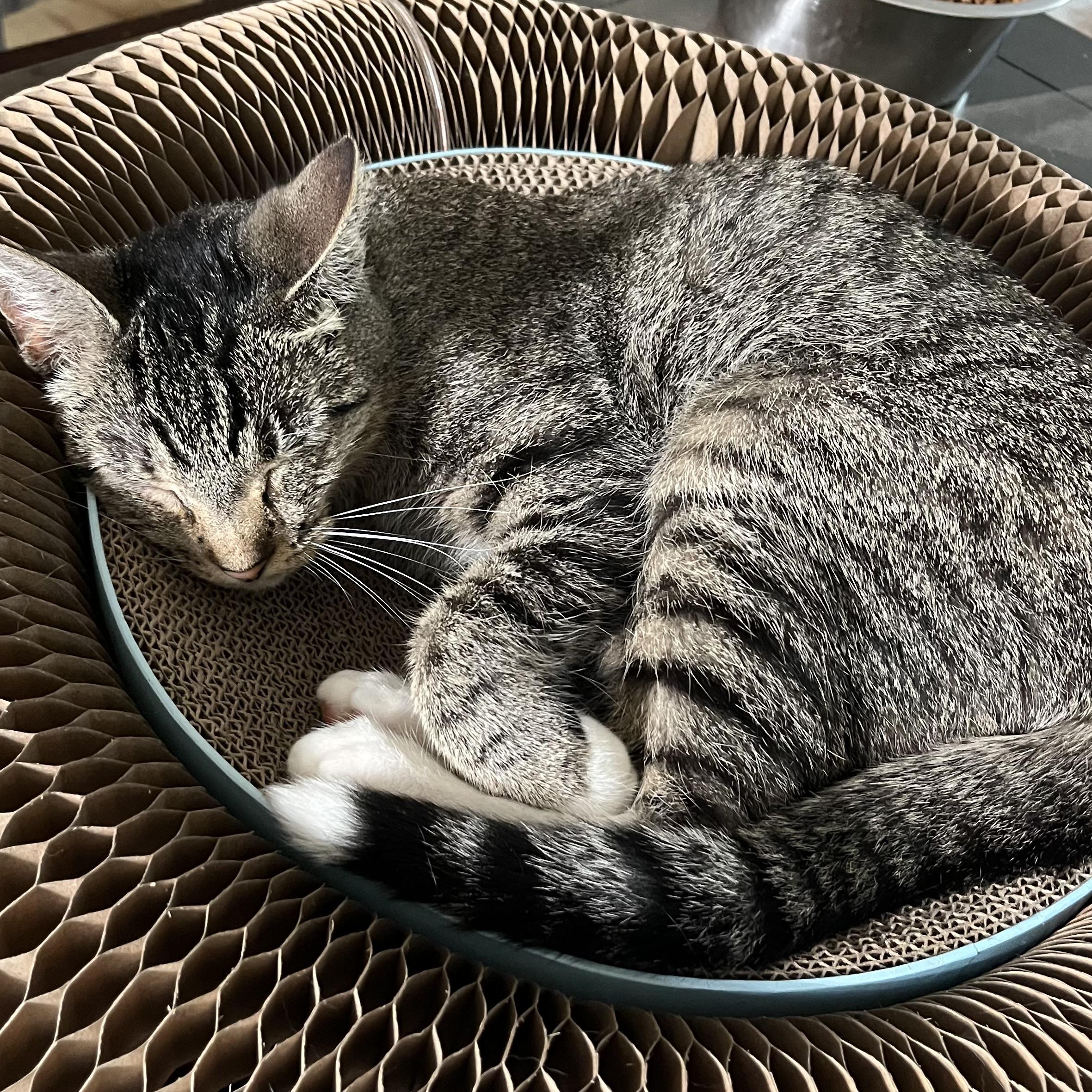 Enlarge Spike, a Adoptable Domestic Short Hair in Lake Geneva, WI image 4/6