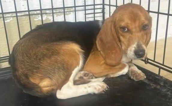 Enlarge Darlene, an adoptable Beagle in Atco, NJ image 2/2