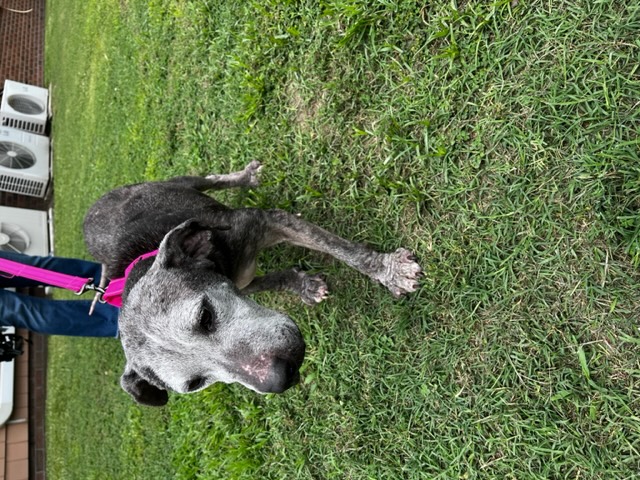 Coffee (Senior in need of Hero), a Adopted Catahoula Leopard Dog in Harrisonburg, VA image 3/3