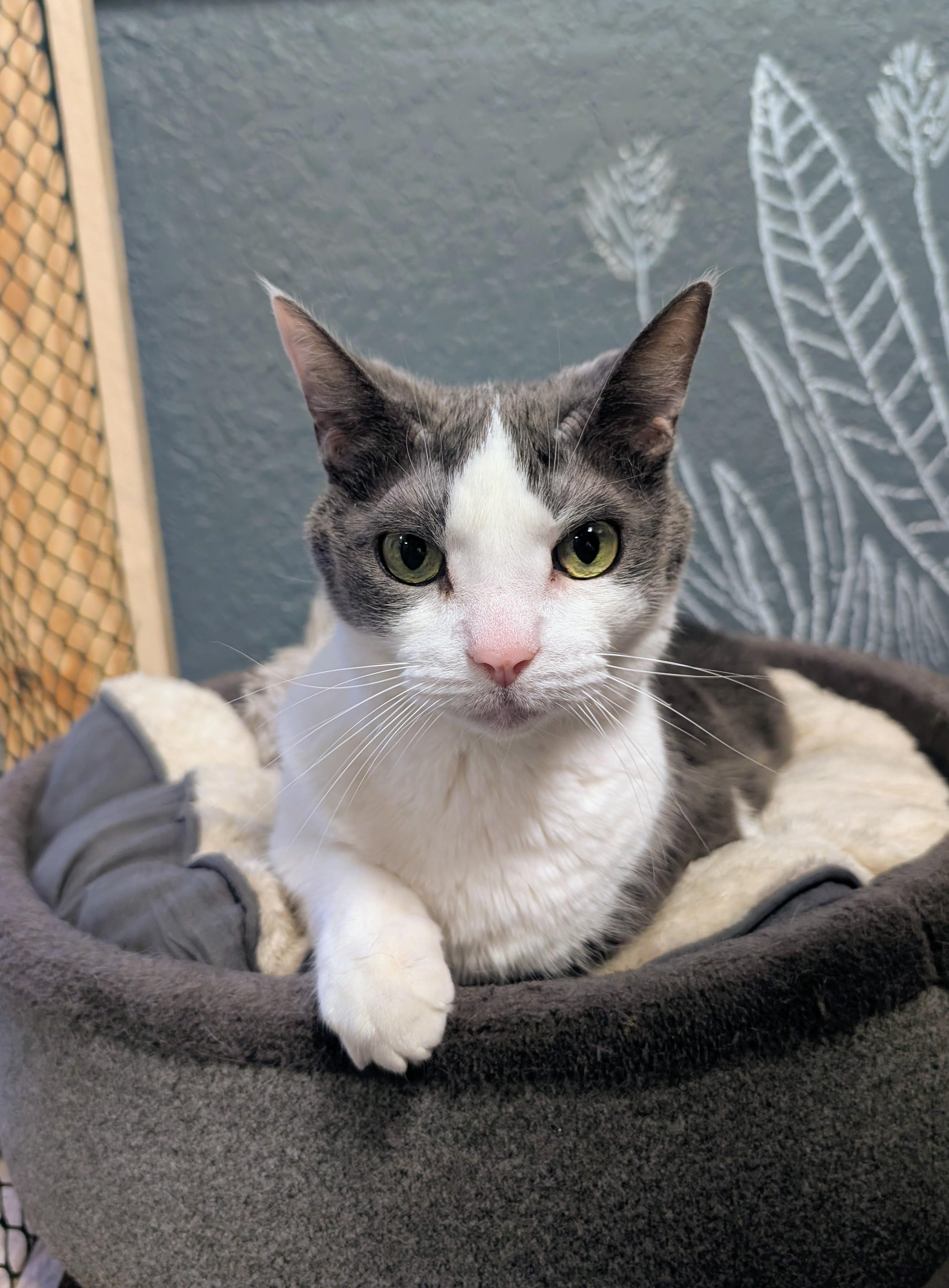 Makita, a ADOPTABLE Domestic Short Hair in New Port Richey, FL image 1/3
