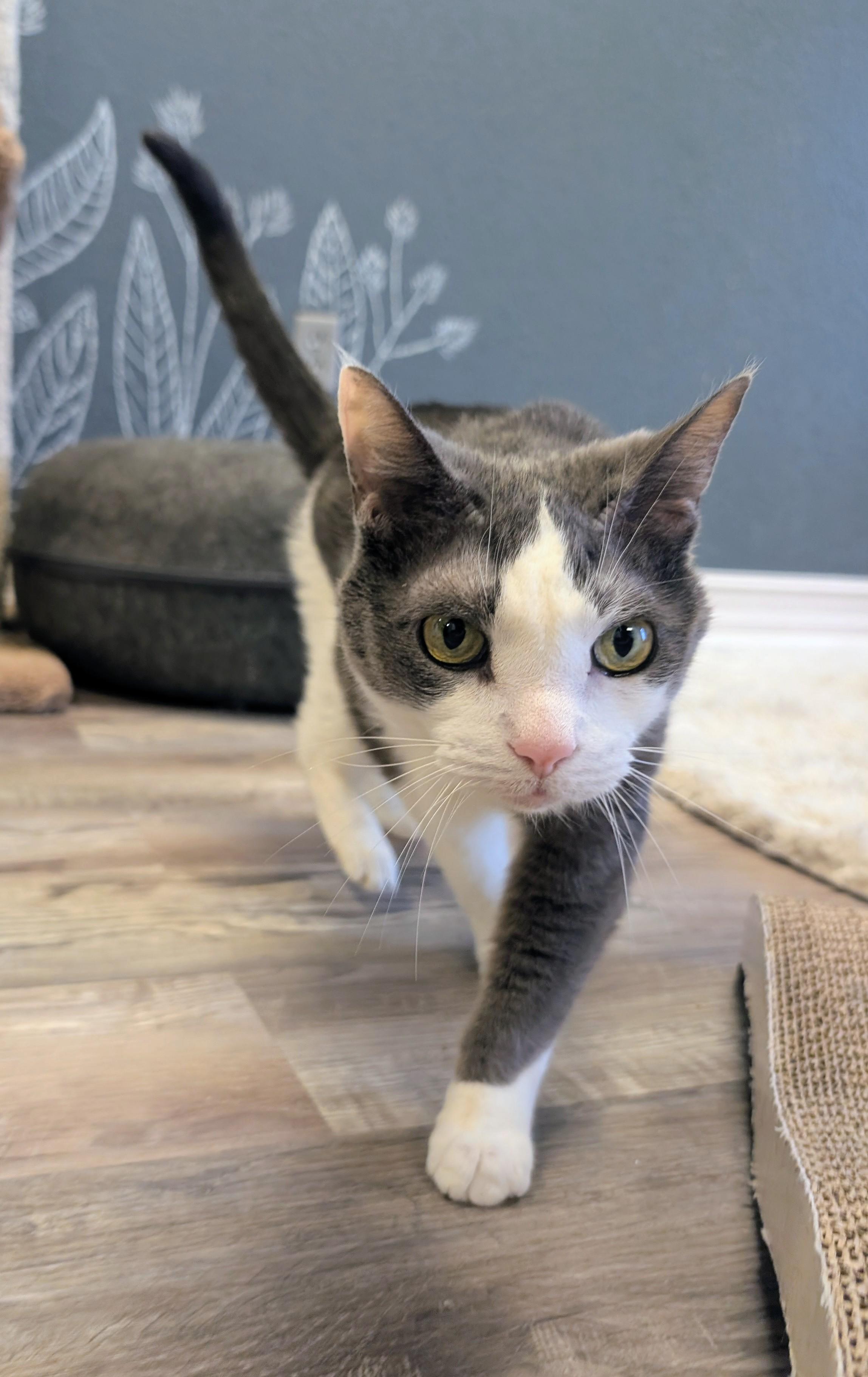Makita, a ADOPTABLE Domestic Short Hair in New Port Richey, FL image 2/3