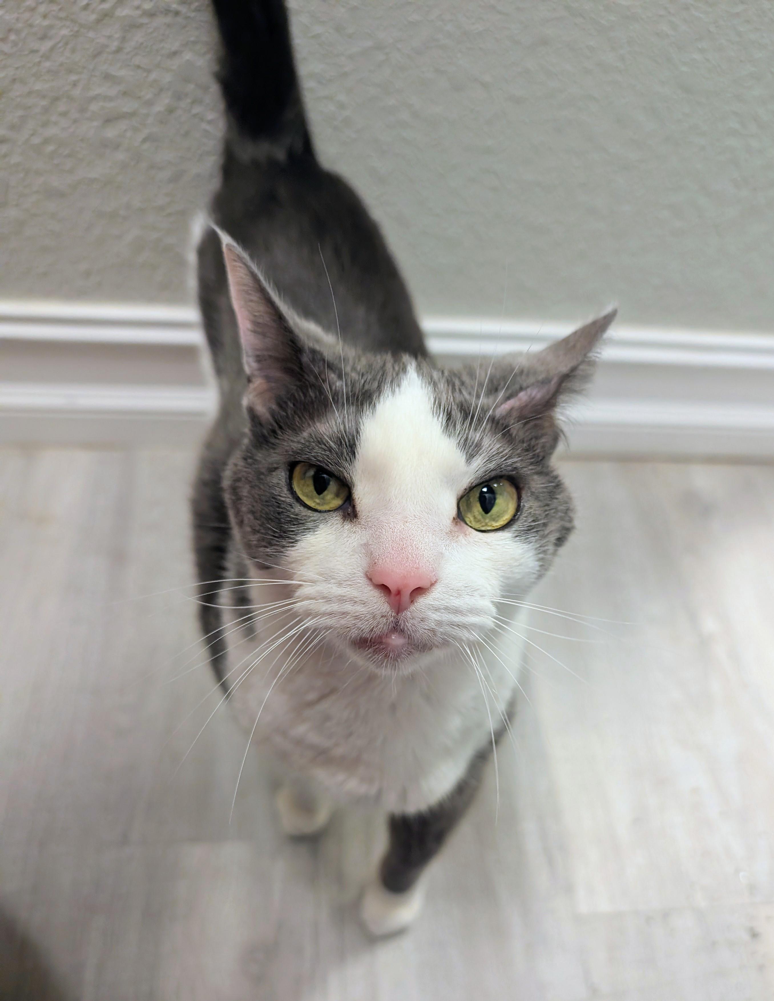 Makita, a ADOPTABLE Domestic Short Hair in New Port Richey, FL image 3/3