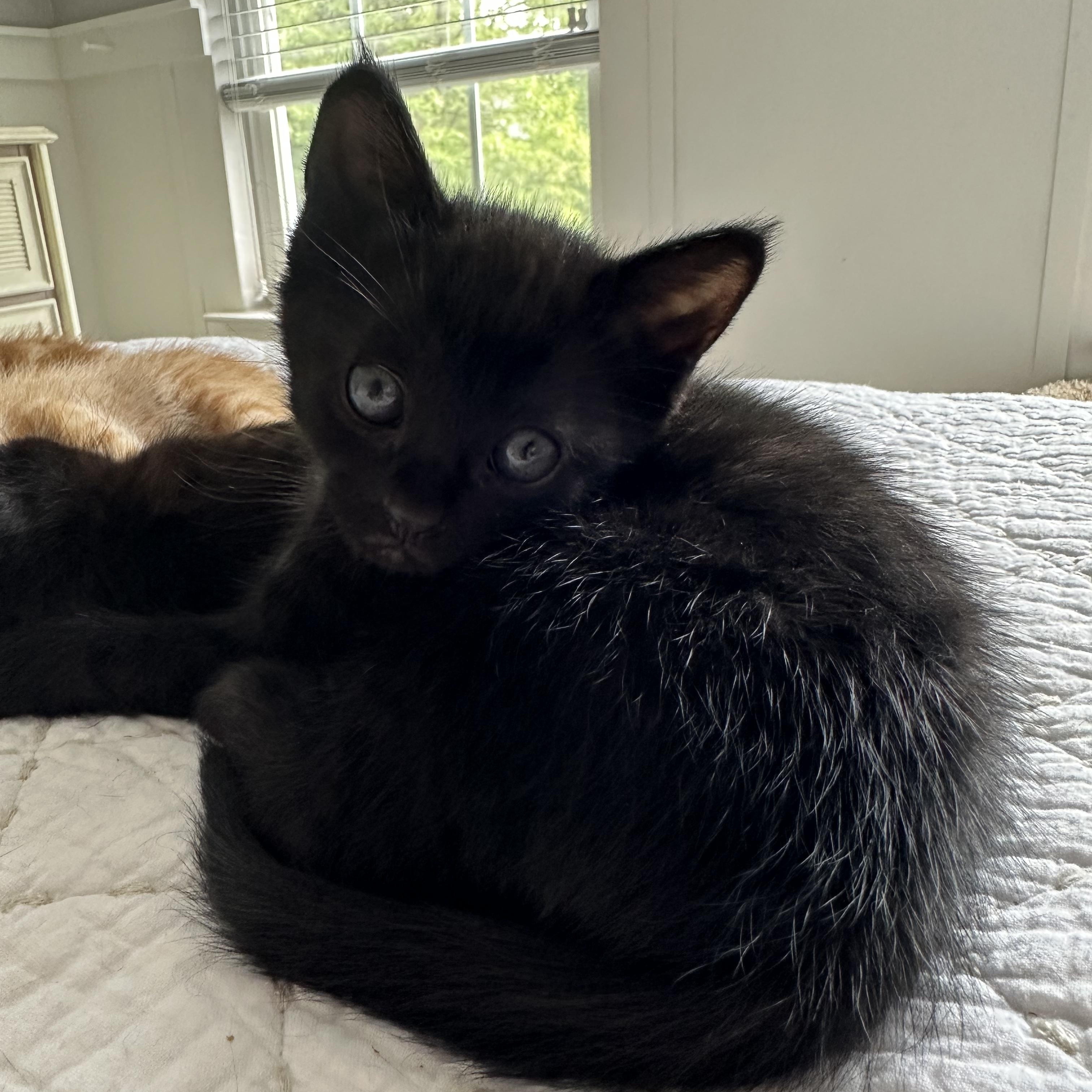 Pebbles, ADOPTABLE, Kitten Female Domestic Short Hair.