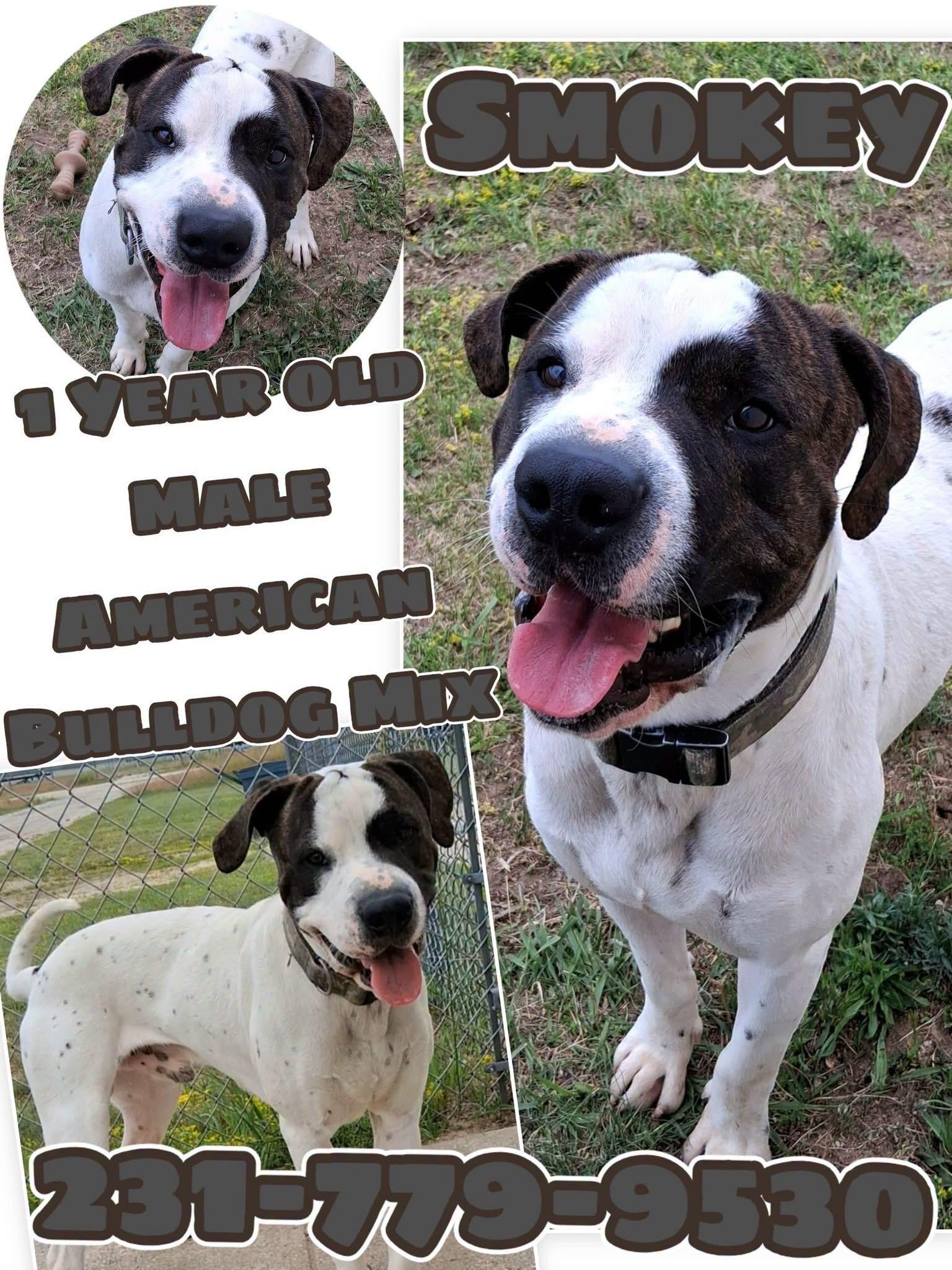 Enlarge SMOKEY, a ADOPTABLE mixed breed in Cadillac, MI image 1/1