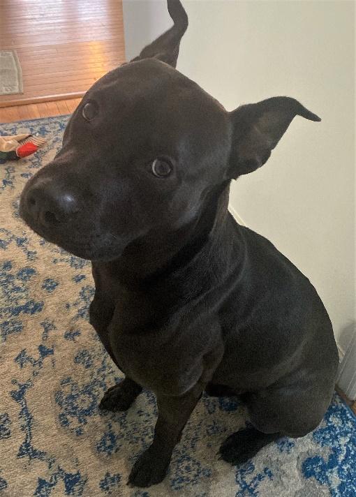 Enlarge Zuko, a Adoptable mixed breed in Huntington, NY image 1/4