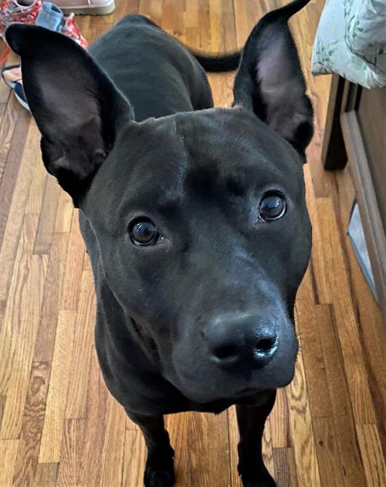 Enlarge Zuko, a Adoptable mixed breed in Huntington, NY image 2/4