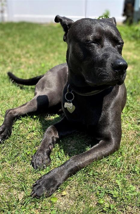 Enlarge Zuko, a Adoptable mixed breed in Huntington, NY image 3/4