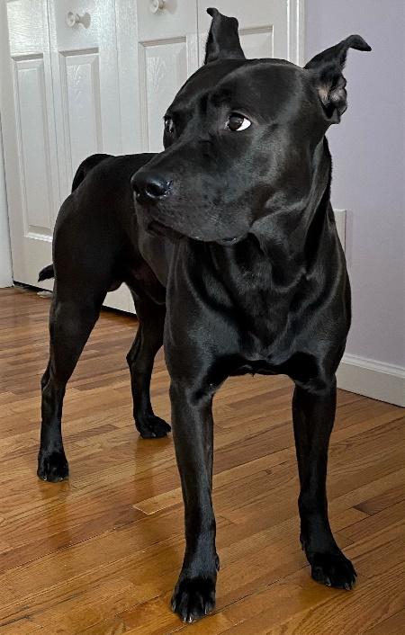 Enlarge Zuko, a Adoptable mixed breed in Huntington, NY image 4/4