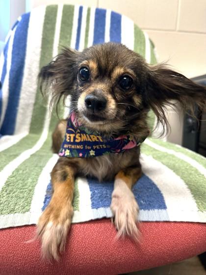Geena, Adoptable, Senior Female Chihuahua & Papillon.