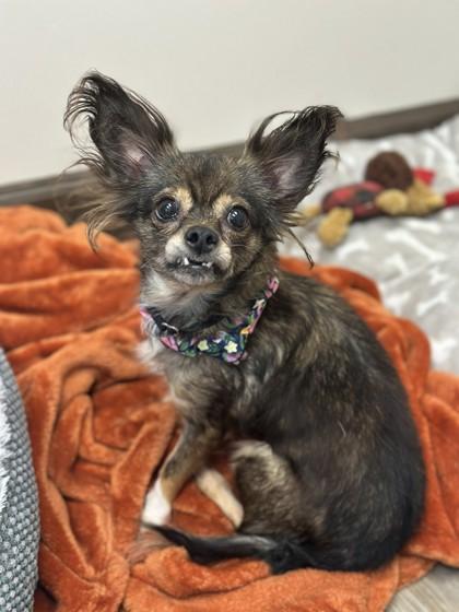 Enlarge Geena, a Adoptable mixed breed in Palm Coast, FL image 2/3