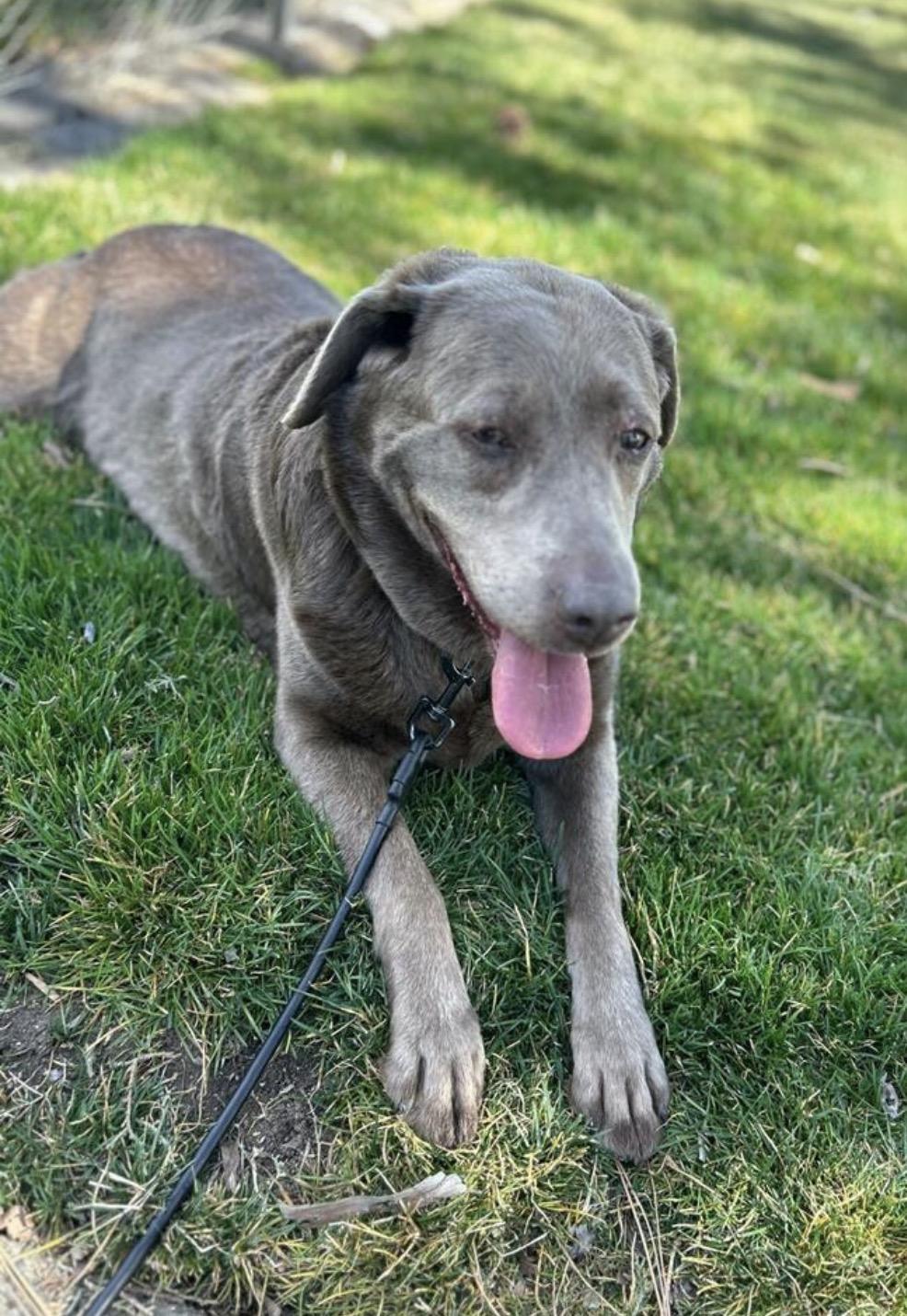 Pepper - COURTESY listing, ADOPTABLE, Senior Female Labrador Retriever.