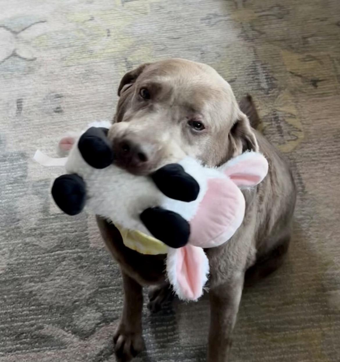 Enlarge Pepper - COURTESY listing, a ADOPTABLE Labrador Retriever in Powell Butte, OR image 3/3