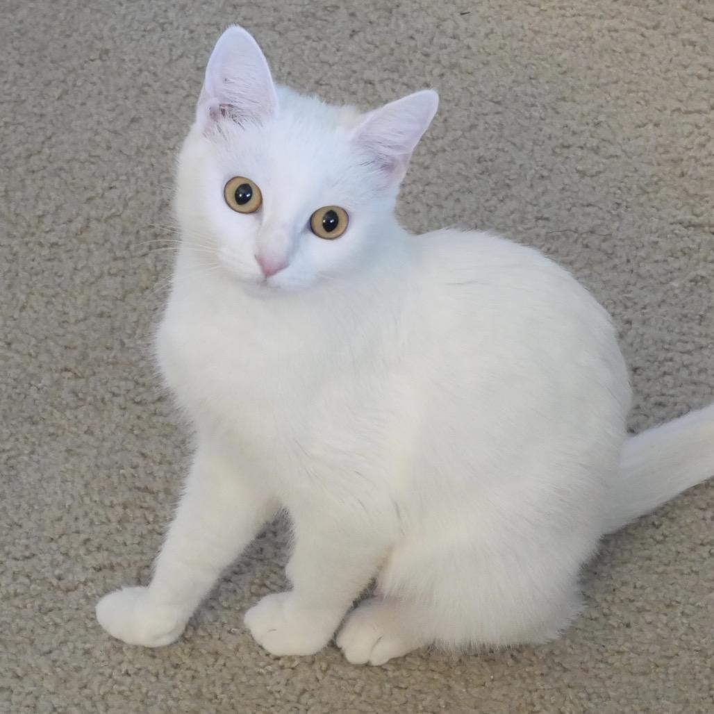 Casperella, Adoptable, Young Female Domestic Short Hair.