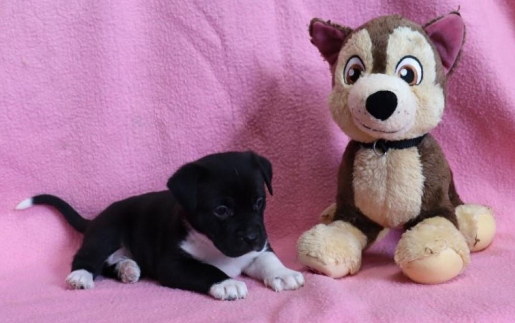 Ivanka, Adopted, Puppy Female Border Collie & Boxer.
