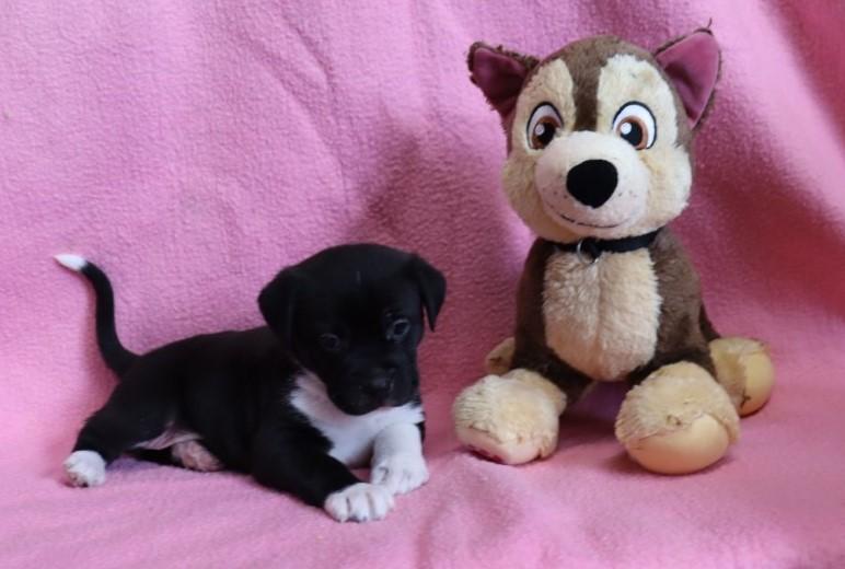 Enlarge Ivanka, a Adopted mixed breed in Nashville , TN image 2/5