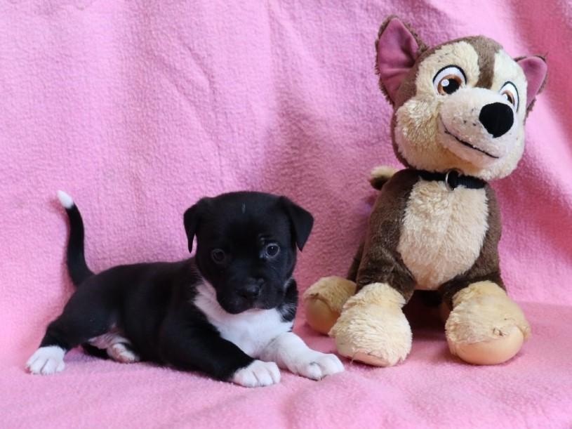 Enlarge Ivanka, a Adopted mixed breed in Nashville , TN image 3/5