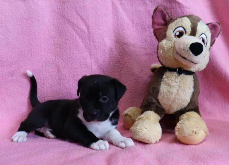 Enlarge Ivanka, a Adopted mixed breed in Nashville , TN image 4/5