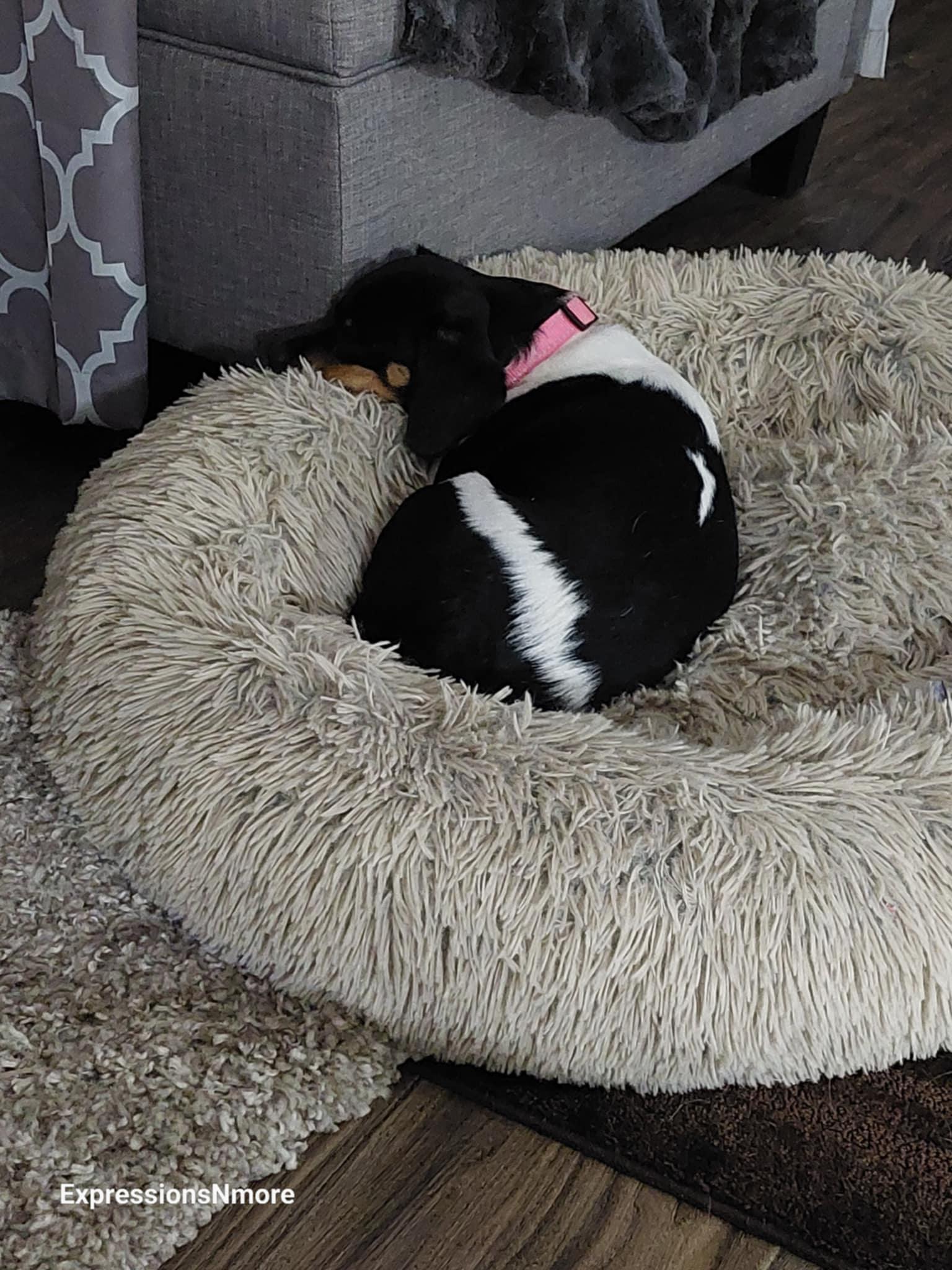 Ali, Adoptable, Young Female Beagle.