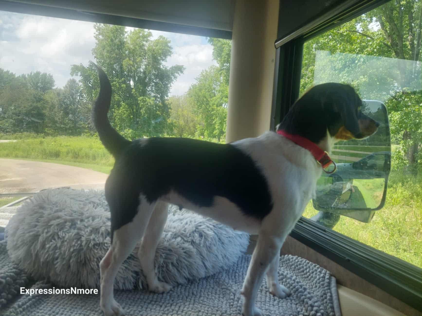 Ali, a Adoptable mixed breed in Hazelwood, MO image 2/5