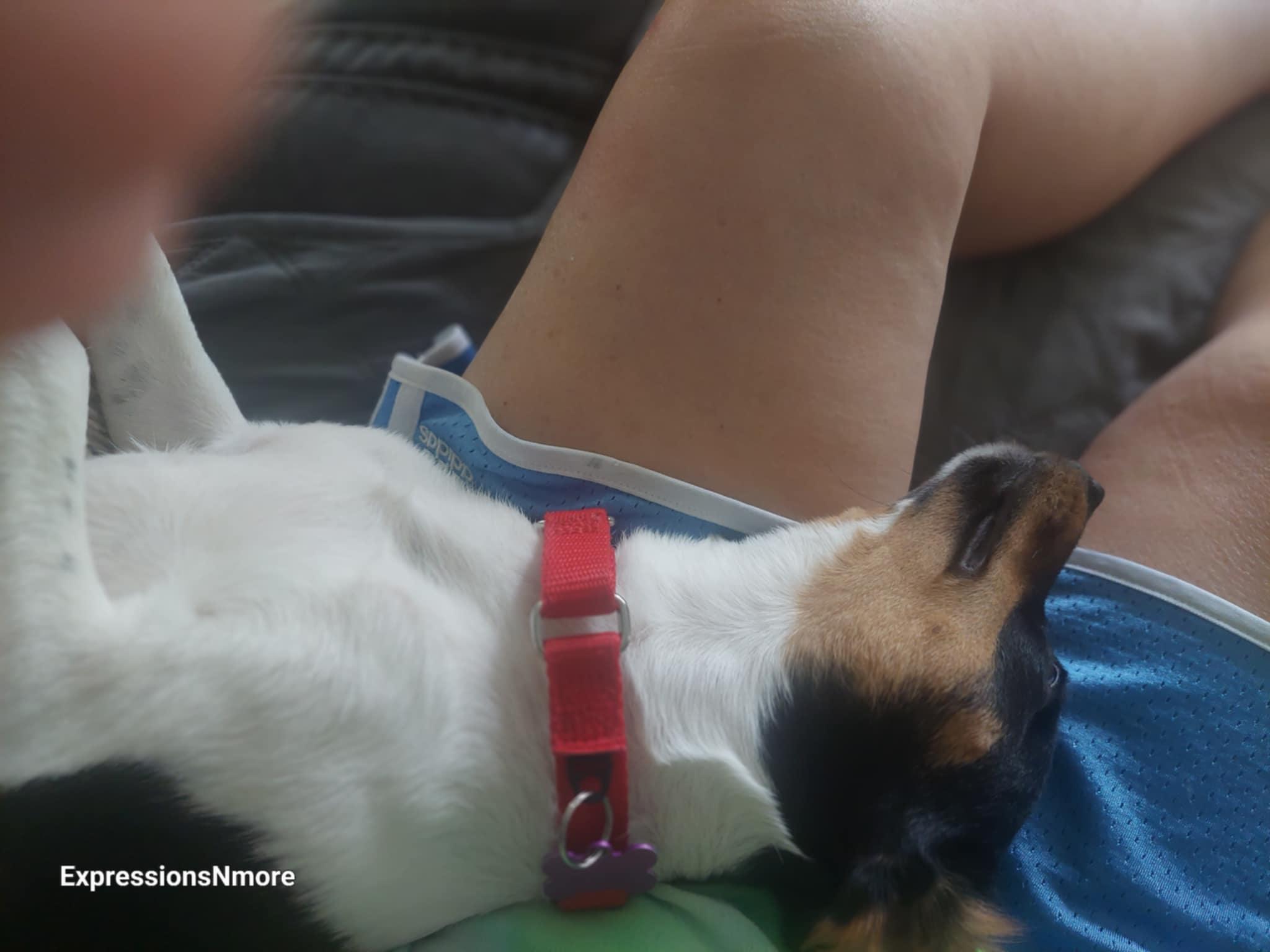 Ali, a Adoptable mixed breed in Hazelwood, MO image 3/5