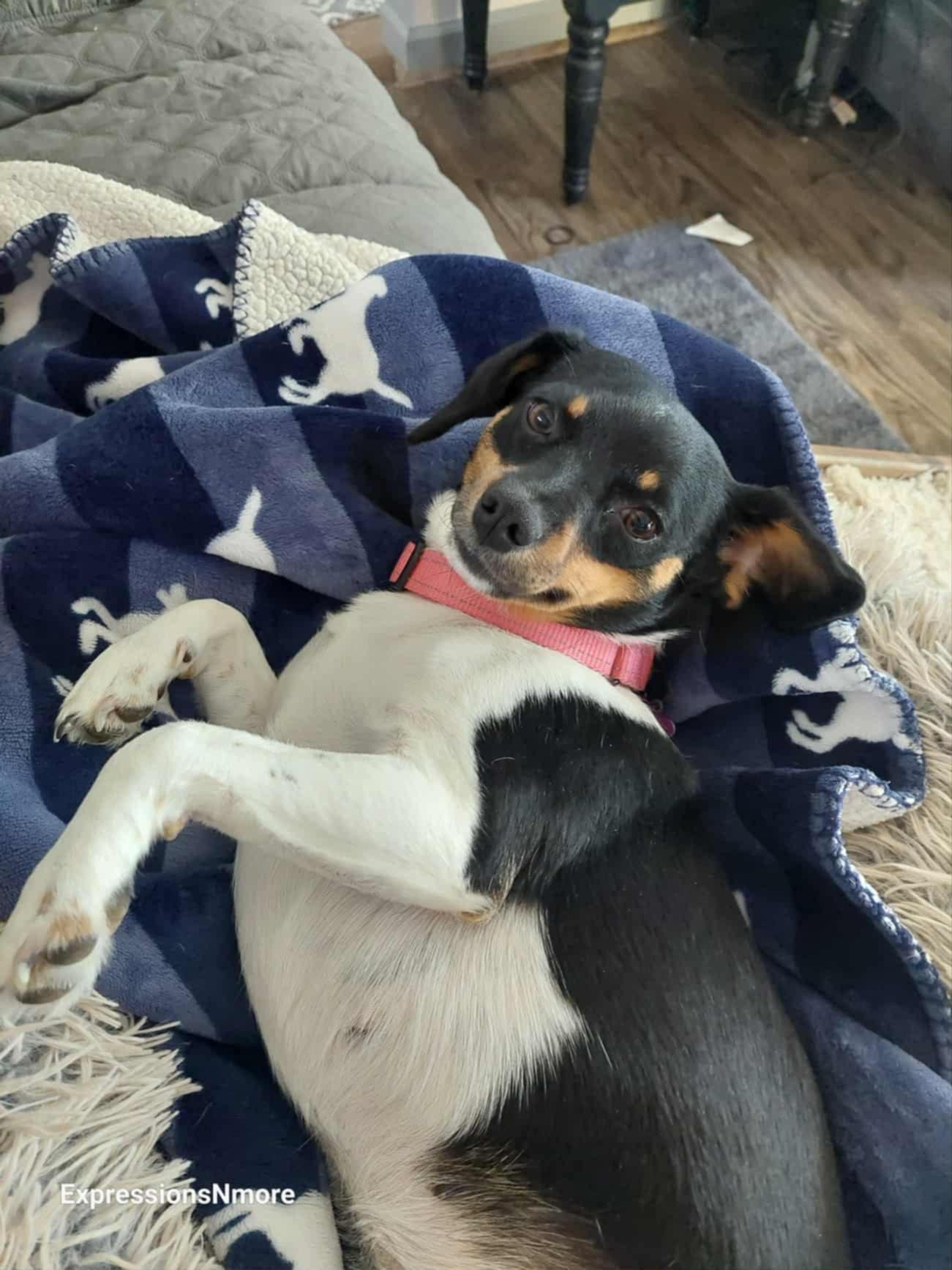 Ali, a Adoptable mixed breed in Hazelwood, MO image 4/5