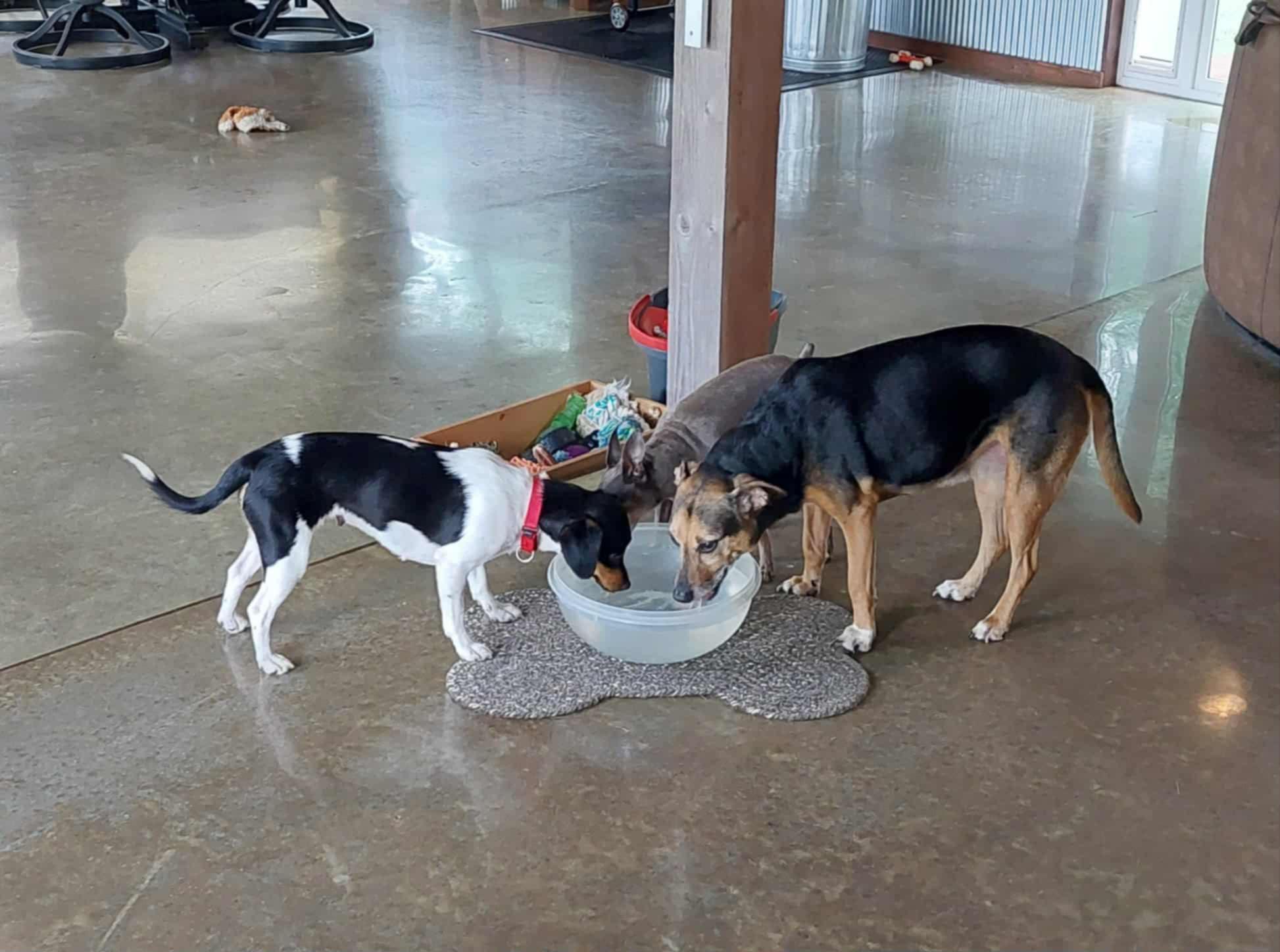 Ali, a Adoptable mixed breed in Hazelwood, MO image 5/5