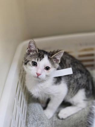 88298a Jiji-Dolittle`s West Ashley, Adoptable, Young Male Domestic Short Hair & Domestic Short Hair.