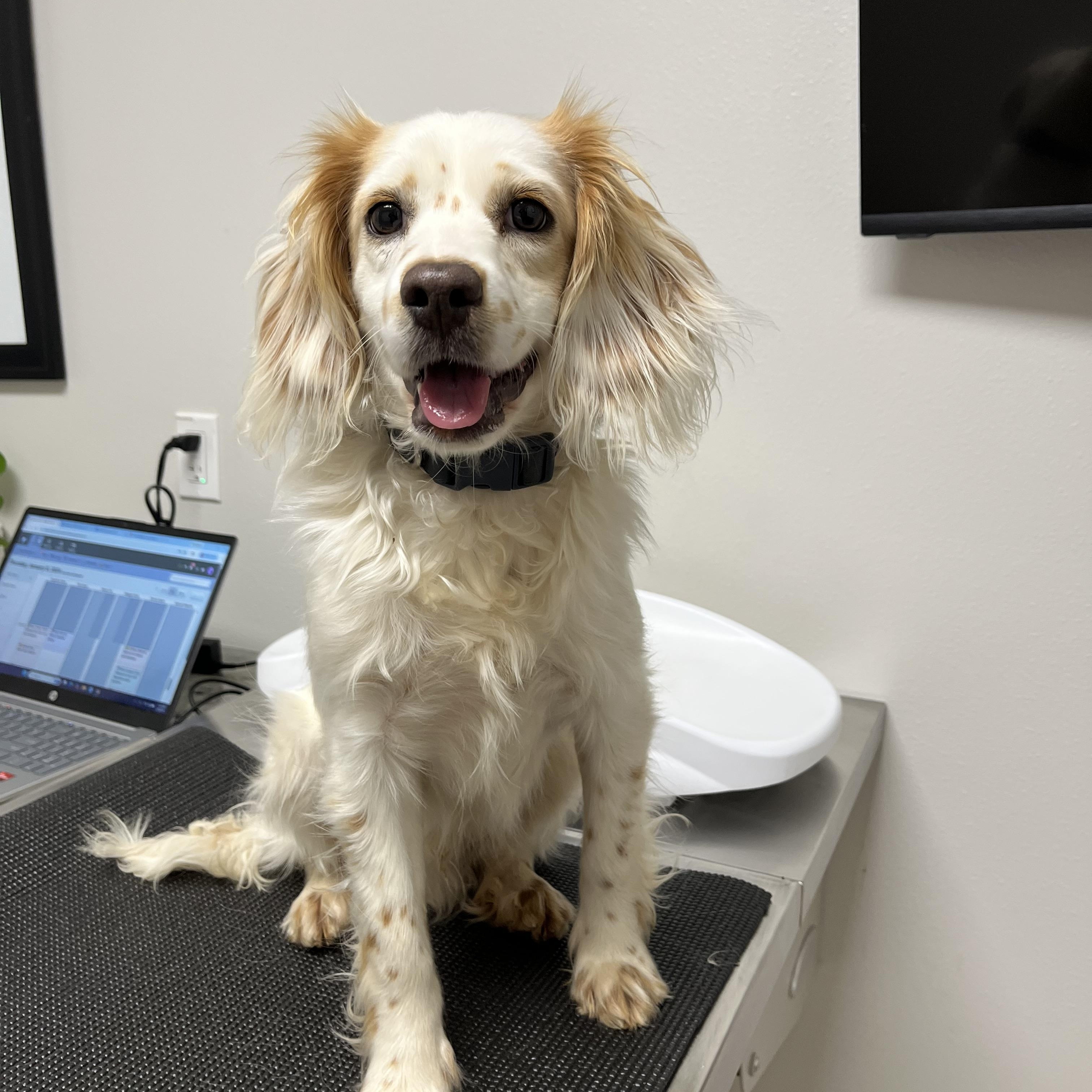 Bailey, ADOPTABLE, Young Male Cocker Spaniel.