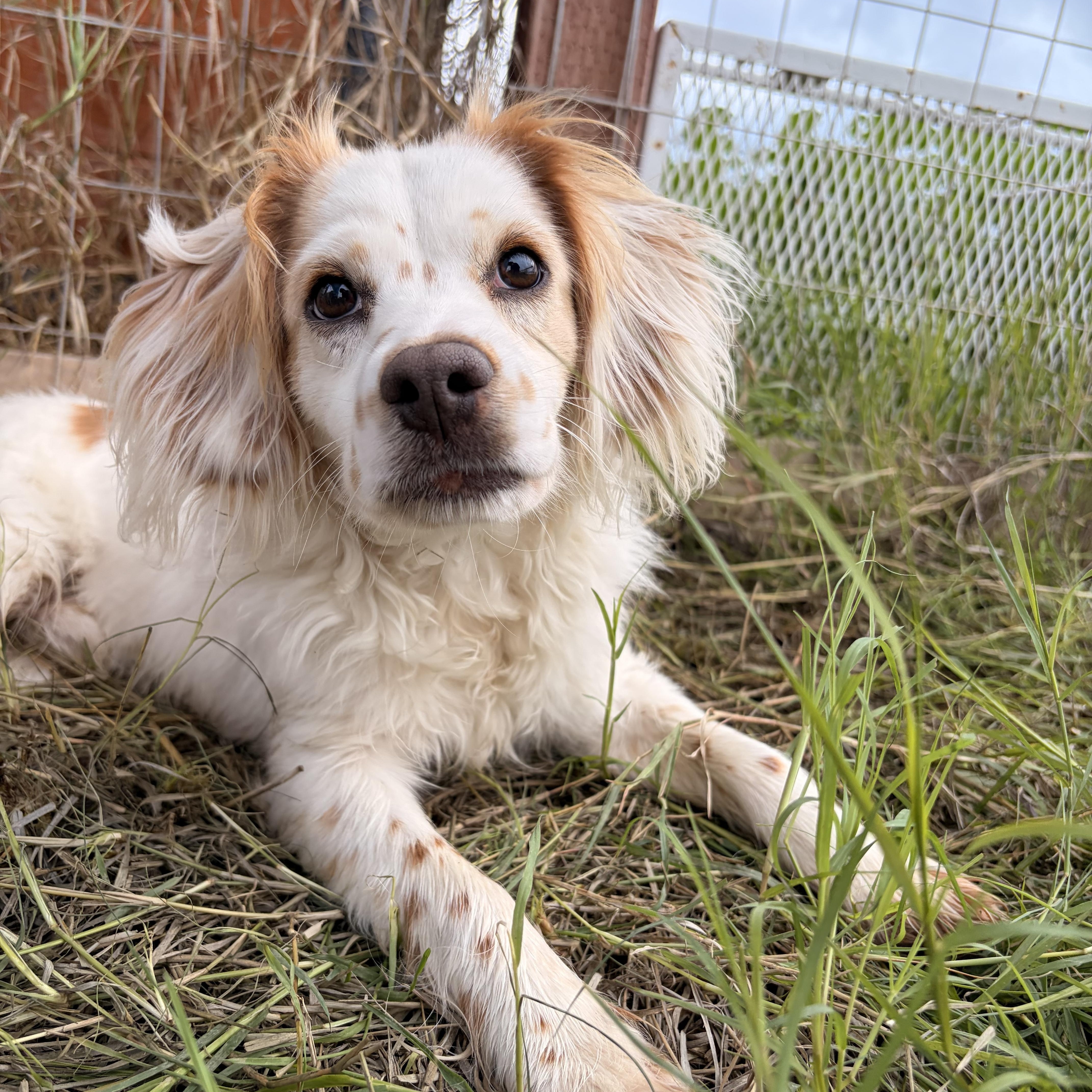 Enlarge Bailey, a ADOPTABLE Cocker Spaniel in Fresno, CA image 2/3