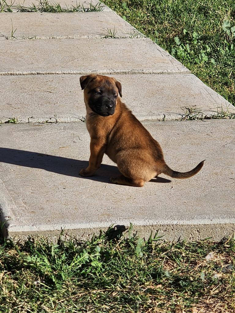 Crocs, Adoptable, Puppy Male Pit Bull Terrier & Shepherd.