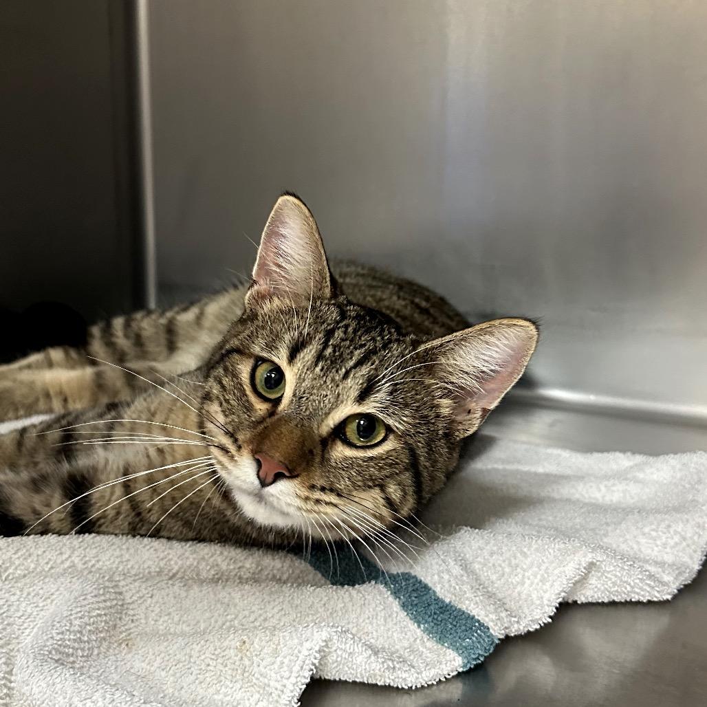 Enlarge Fire, a Adoptable Domestic Short Hair in Santa Barbara, CA image 1/4