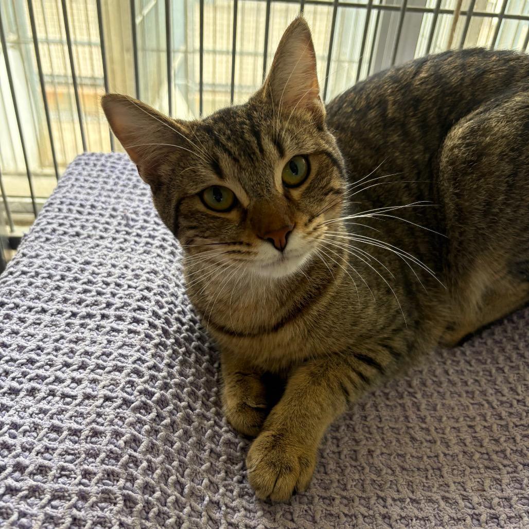 Enlarge Fire, a Adoptable Domestic Short Hair in Santa Barbara, CA image 2/4