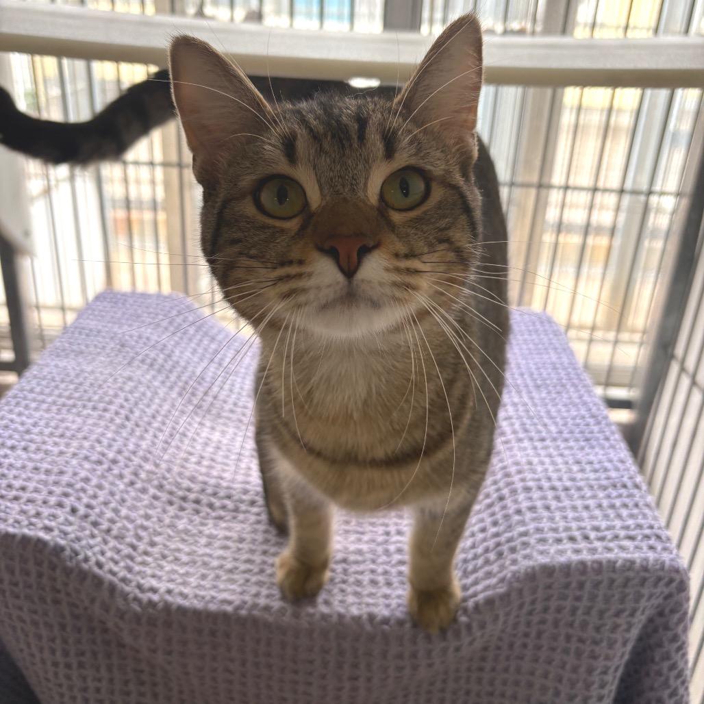 Enlarge Fire, a Adoptable Domestic Short Hair in Santa Barbara, CA image 3/4